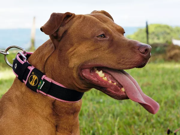 Inovações em modelos de coleiras militares para cachorro