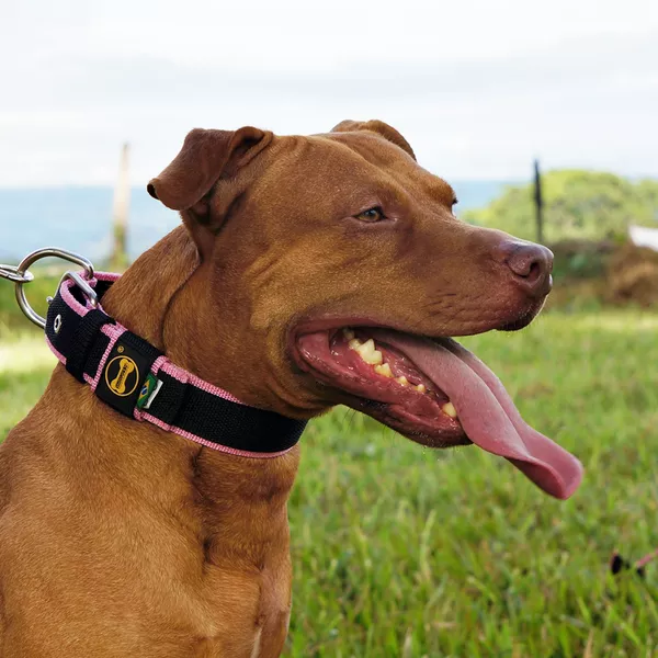 Inovações em modelos de coleiras militares para cachorro