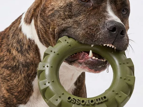 Por que investir em brinquedos para o seu cachorro?