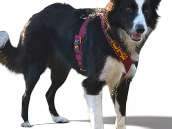 Peitoral personalizado: estilo e segurança para seu pet