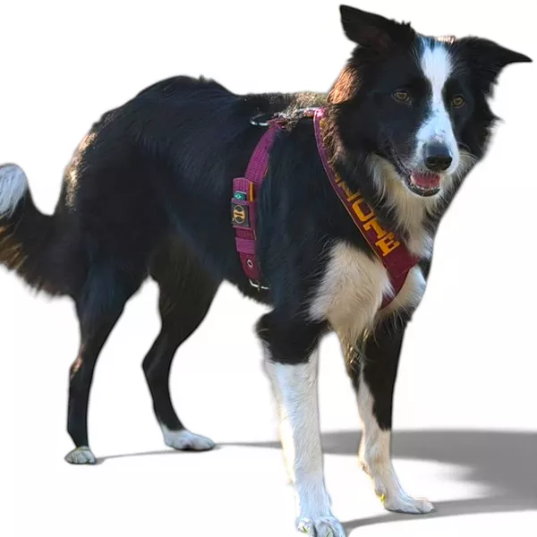 Peitoral personalizado: estilo e segurança para seu pet