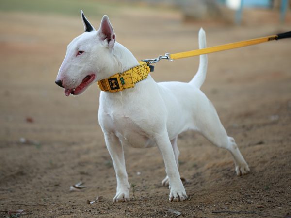 Segurança e estilo com as coleiras com alça para cachorro