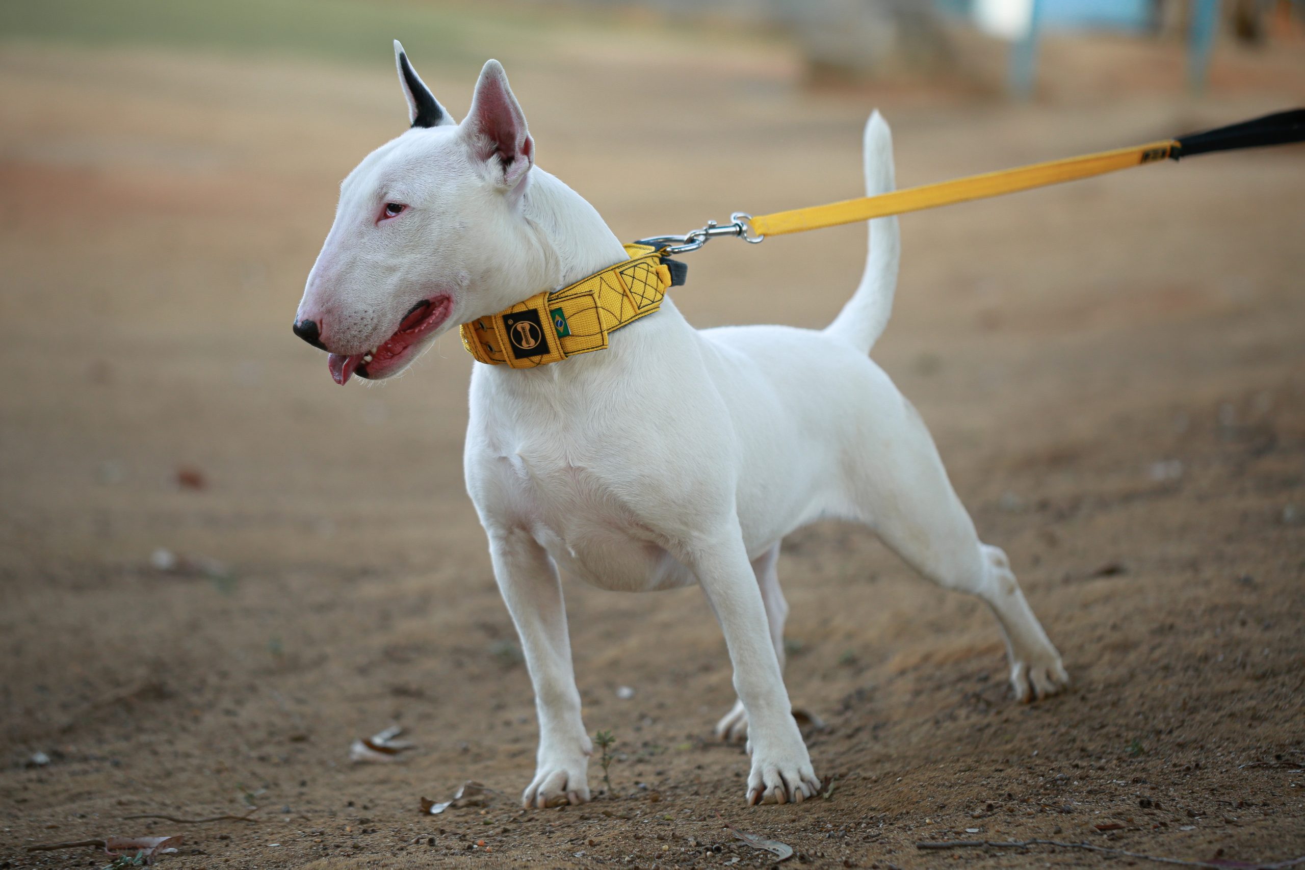 Segurança e estilo com as coleiras com alça para cachorro