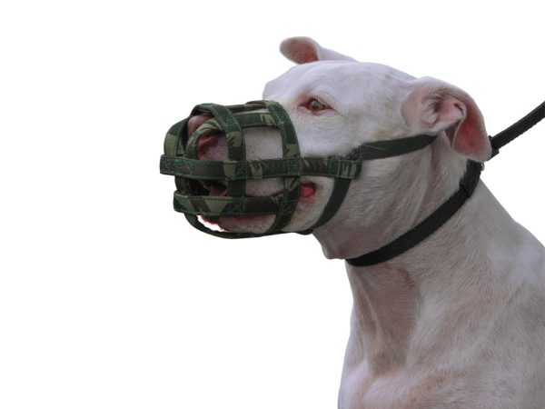 Guia prático para escolher a focinheira ideal para seu cão